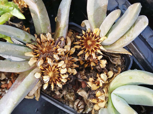 Glottiphyllum sp. una pianta dalla ricca fioritura