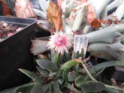 Acrodon bellidiflorus                    