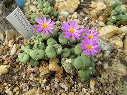 Conophytum minutum