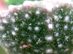 Aloinopsis malherbei