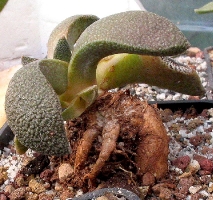 Aloinopsis rubrolineata