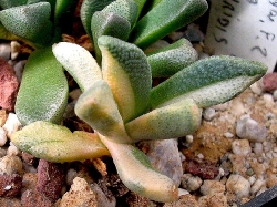 Aloinopsis variegata