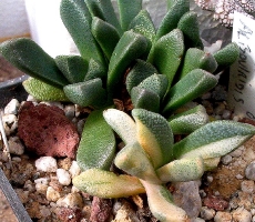 Aloinopsis variegata