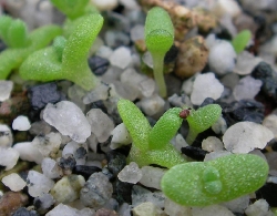 Brownanthua pubescens