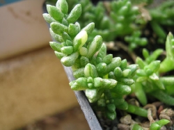 Brownanthua pubescens