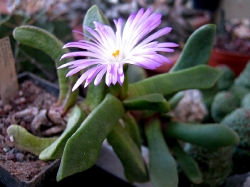 Cerochlamis pachyphylla