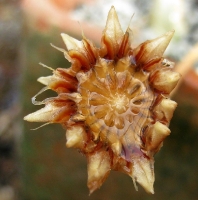 Capsula di Cheiridopsis