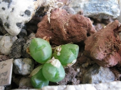 Conophytum antonii