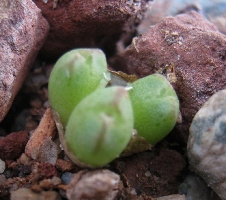 Conophytum antonii