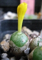 Conophytum aureiflorum
