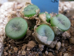 Conophytum crisocruxum