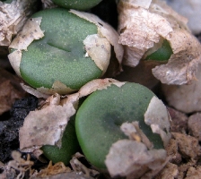 Conophytum crisocruxum