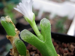 Conophytum devium stiriferum