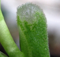 Conophytum devium stiriferum