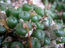 Conophytum ectypum 