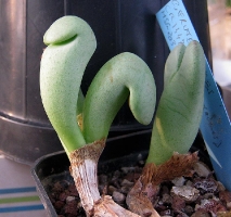 Conophytum frutescens