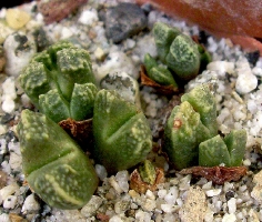conophytum khamiesbergense