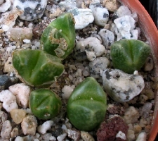 Conophytum kamiesbergense