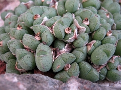 Conophytum klinghardtense