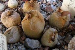 Conophytum maughanii