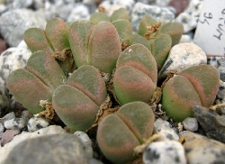 Conophytum maughanii latum
