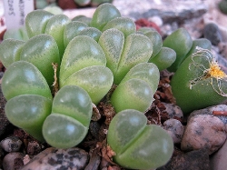Conophytum maughanii latum
