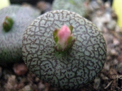 Conophytum obcordellum ceresianum