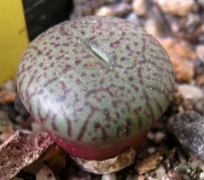 Conophytum obcordellum ceresianum