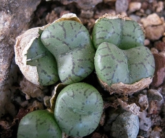 Conophytum obcordellum lambertense