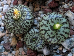 Conophytum obcordellum usprungianum
