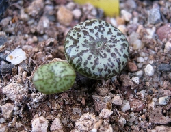 Conophytum obcordellum usprungianum