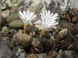 Conophytum pellucidum cupreatum