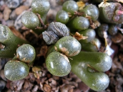 Conophytum pellucidum lilianum