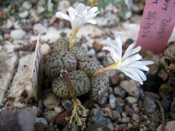 Conophytum pellucidum neohalli