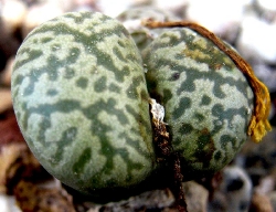 Conophytum pellucidum neohalli