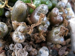 Conophytum pellucidum terricolor