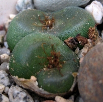 Conophytum phoeniceum