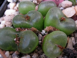 Conophytum phoeniceum