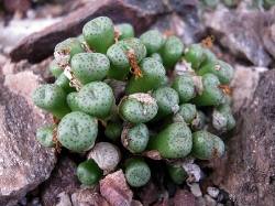 Conophytum pulchellum