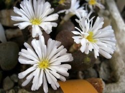 Conophytum sp. sidi barani