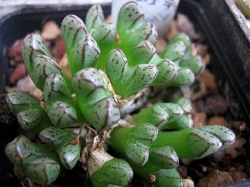 Conophytum tantillum helenae