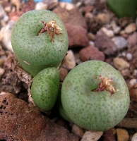 Conophytum truncatum giftbergense
