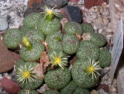 Conophytum truncatum wiggettiae