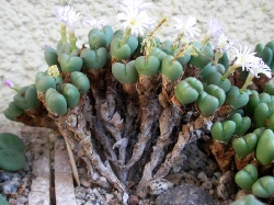 Conophytum velutinum polyandrum