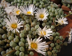 fenestraria-rhopalophylla