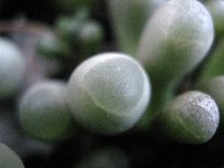 fenestraria-rhopalophylla