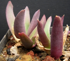 Glottiphyllum carnosum