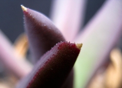 Glottiphyllum carnosum