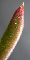 Glottiphyllum longum