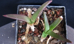 Glottiphyllum longum